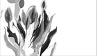 Simulation Danse des couleurs B&N