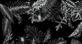 La danse des Feuilles N&B